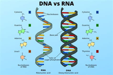 Different Between DNA.